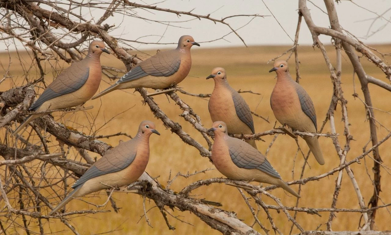 AVERY 6 Pack Of Mourning Dove Decoys (72005) - Image 3