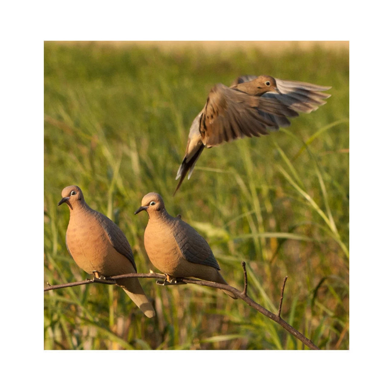 AVERY 6 Pack Of Mourning Dove Decoys (72005) - Image 2
