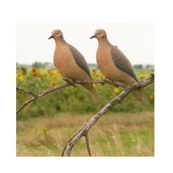 AVERY 6 Pack Of Mourning Dove Decoys (72005)