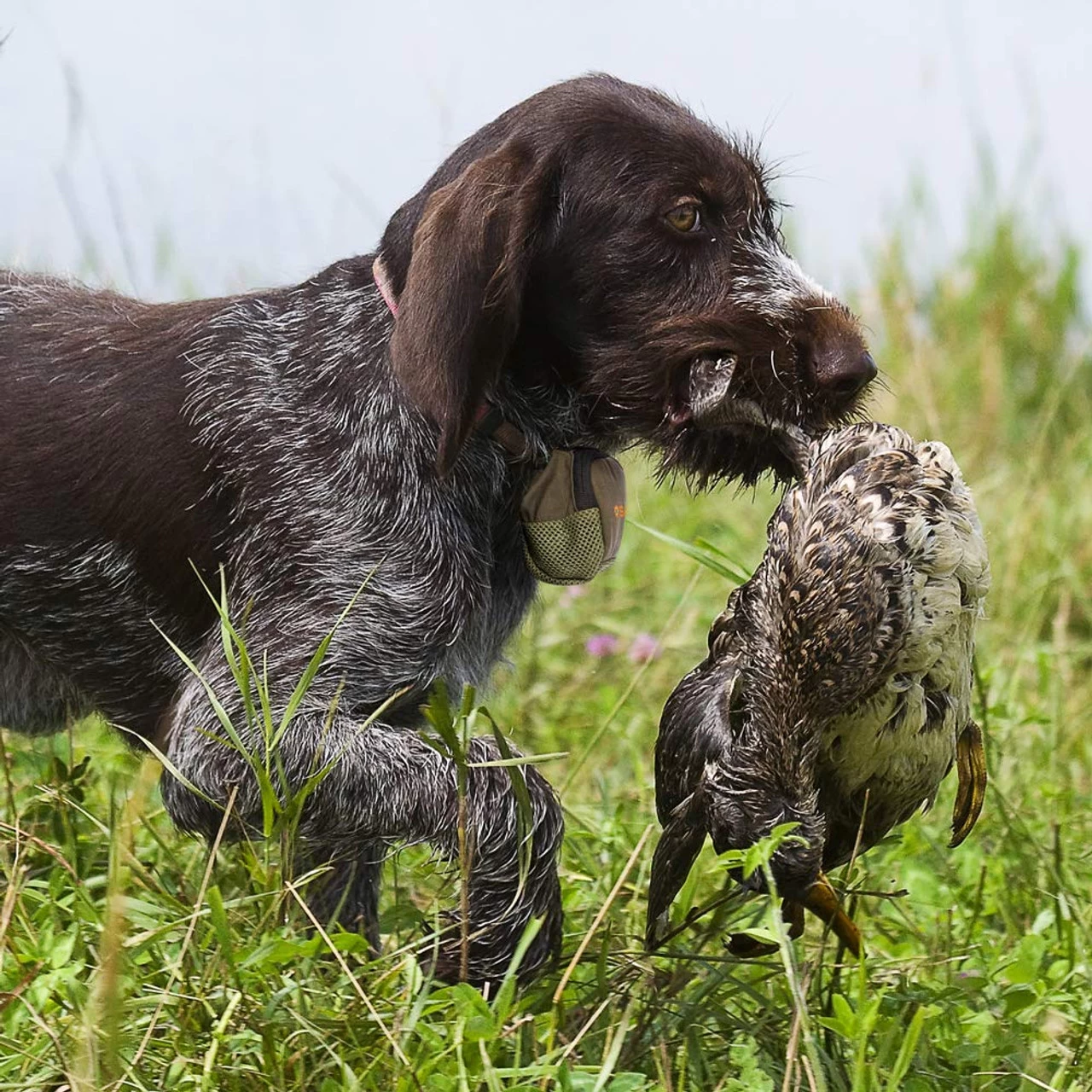 SAFESHOOT Non-Shooter (NS) Defender Device Assists In Preventing Friendly Fire Accidents (SD-101US) - Image 5